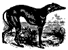 greyhound_11196_th.gif