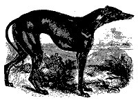 greyhound_11196_sm.gif