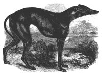 greyhound_11196_lg.gif