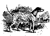 dalmatian_11198_th.gif