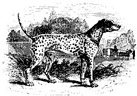 dalmatian_11198_sm.gif