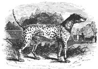 dalmatian_11198_md.gif