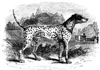 dalmatian_11198_lg.gif