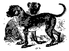 cubanmastiff_11199_th.gif