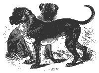 cubanmastiff_11199_sm.gif