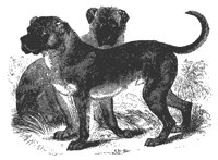 cubanmastiff_11199_md.gif