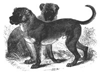 cubanmastiff_11199_lg.gif