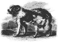 new_dog_11201_md.gif