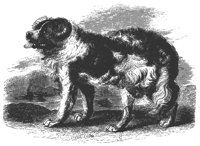 new_dog_11201_lg.gif