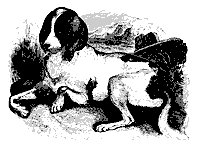 hounddog_11202_sm.gif