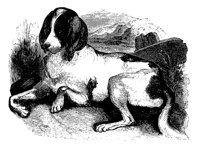 hounddog_11202_lg.gif