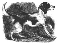 fox_hound_11203_md.gif