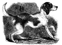 fox_hound_11203_lg.gif