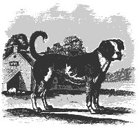 mastiff_11207_sm.gif
