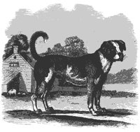 mastiff_11207_md.gif