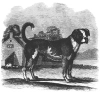 mastiff_11207_lg.gif
