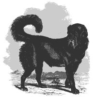 mastiff_11208_md.gif