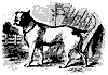 bull_dog_11209_th.gif