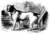 bull_dog_11209_sm.gif