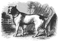 bull_dog_11209_md.gif