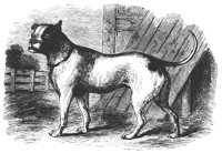 bull_dog_11209_lg.gif