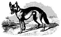 jackal_11212_sm.gif
