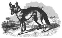 jackal_11212_md.gif