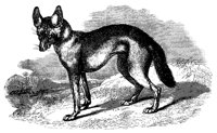 jackal_11212_lg.gif