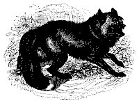 cross_fox_11214_sm.gif