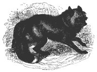 cross_fox_11214_md.gif