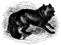 cross_fox_11214_lg.gif