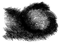 cat_claw_11215_lg.gif