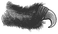 cat_claw_11216_md.gif
