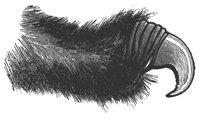 cat_claw_11216_lg.gif