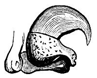 cat_claw_11217_sm.gif