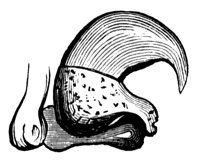 cat_claw_11217_lg.gif