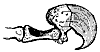 cat_claw_11218_th.gif