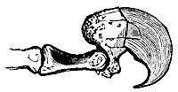 cat_claw_11218_sm.gif