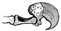 cat_claw_11218_md.gif