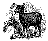 sheep_11324_th.gif