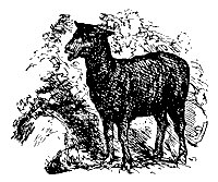 sheep_11324_sm.gif