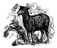 sheep_11324_lg.gif