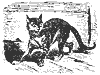 cat_11333_th.gif