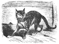 cat_11333_md.gif