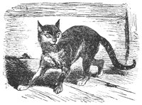 cat_11333_lg.gif