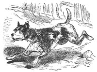 dog_11334_md.gif