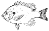 sunfish_11365_th.gif