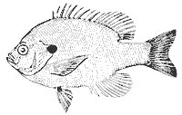 sunfish_11365_sm.gif