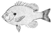 sunfish_11365_md.gif