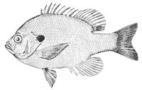 sunfish_11365_lg.gif